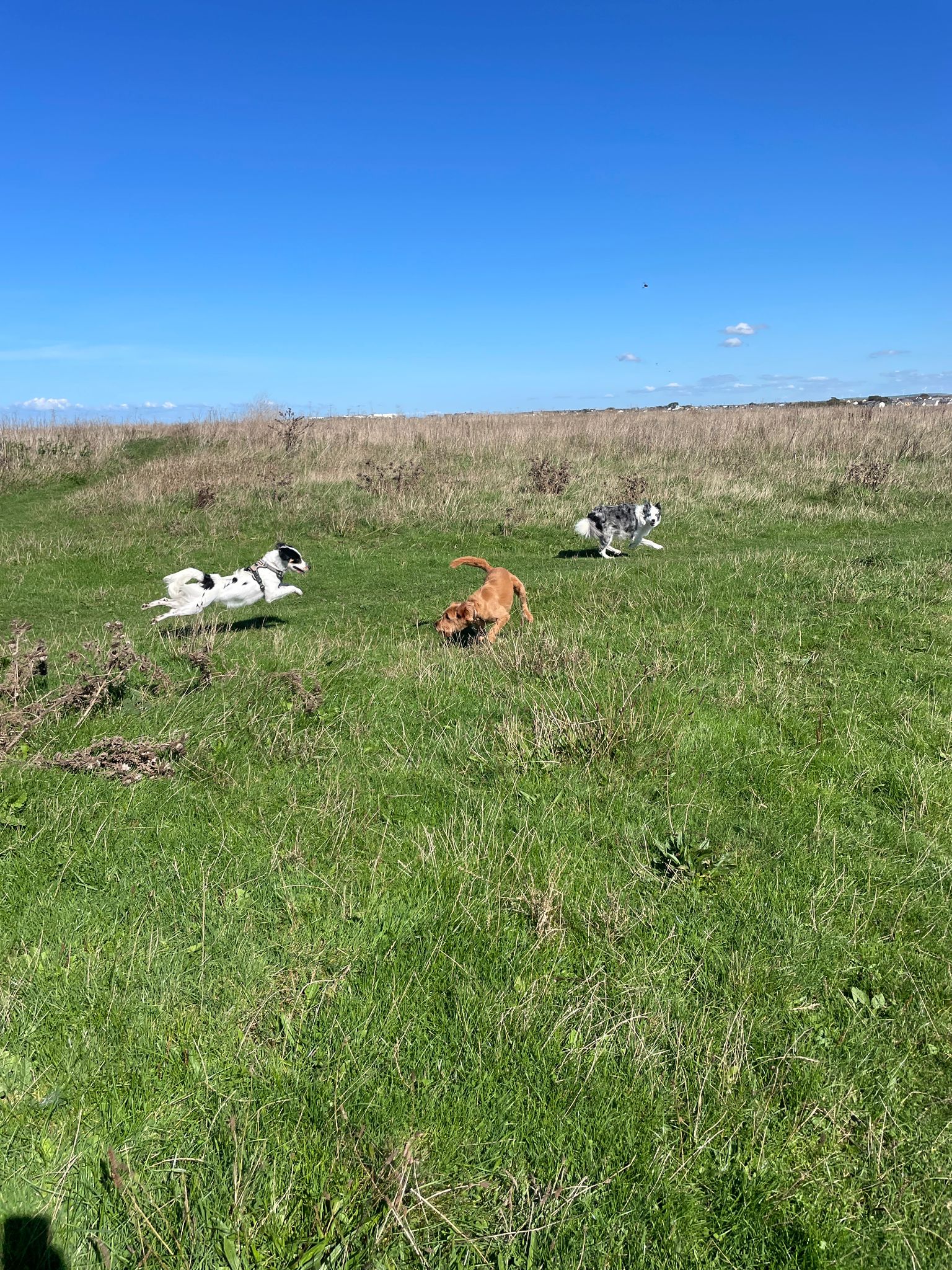 A happy dog running on the beach