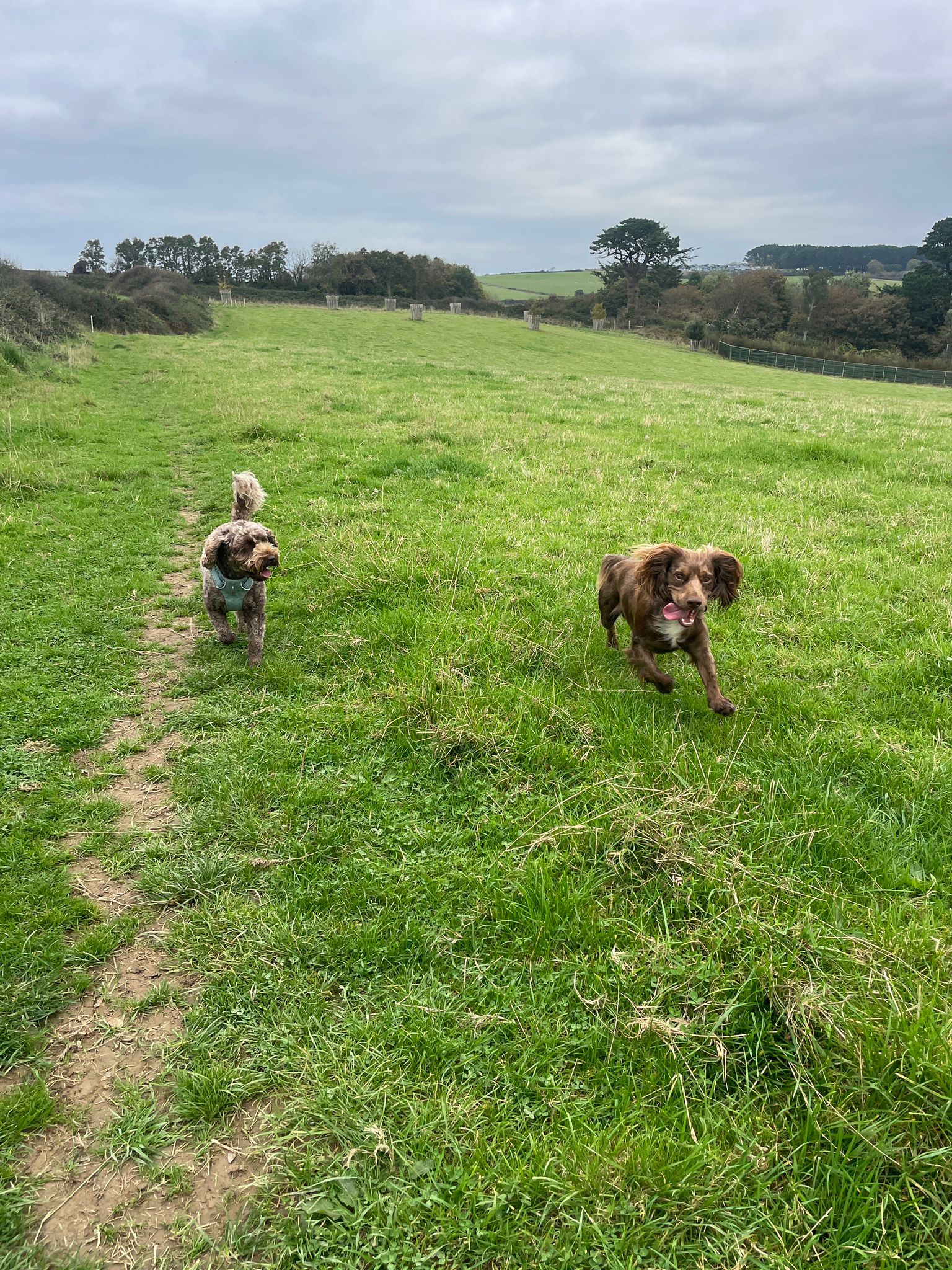 A dog playing with a ball