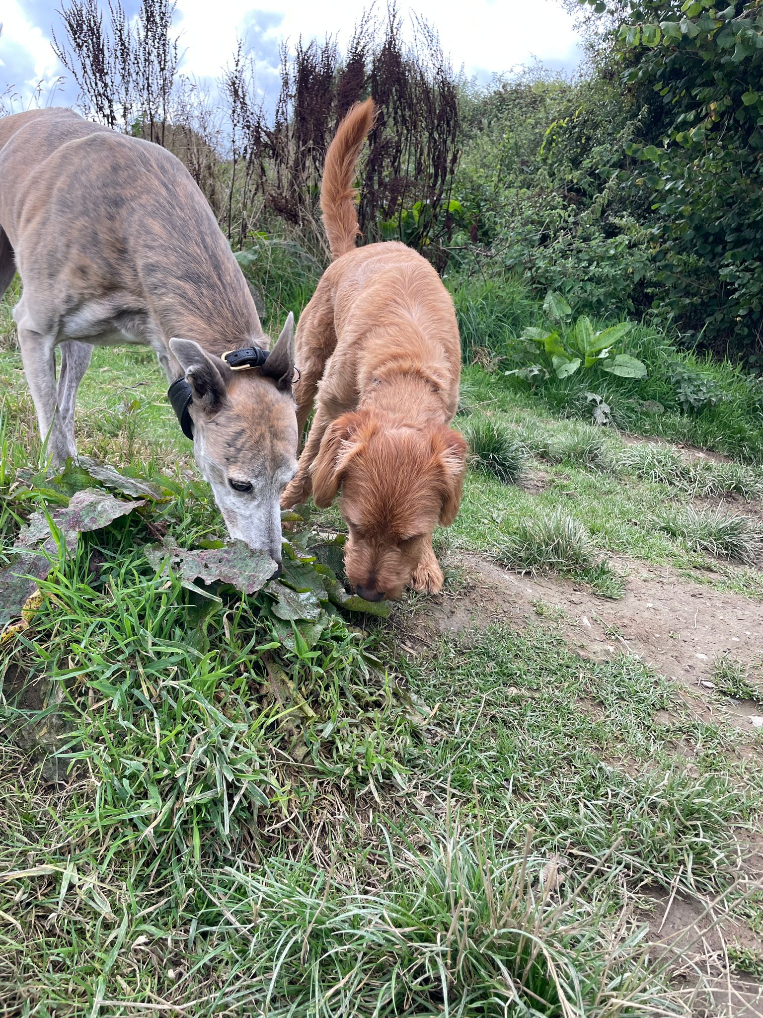 Two dogs, Dingo and Cooper