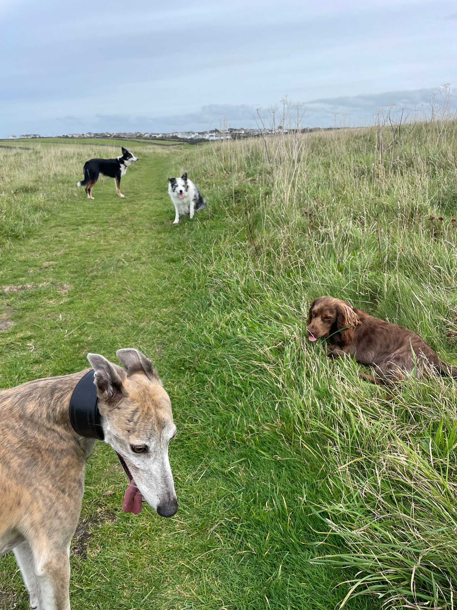 Dogs playing in a group