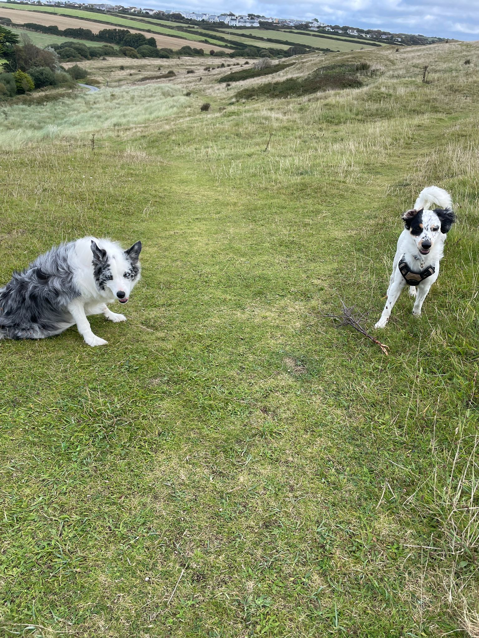 Tim, your dog walker