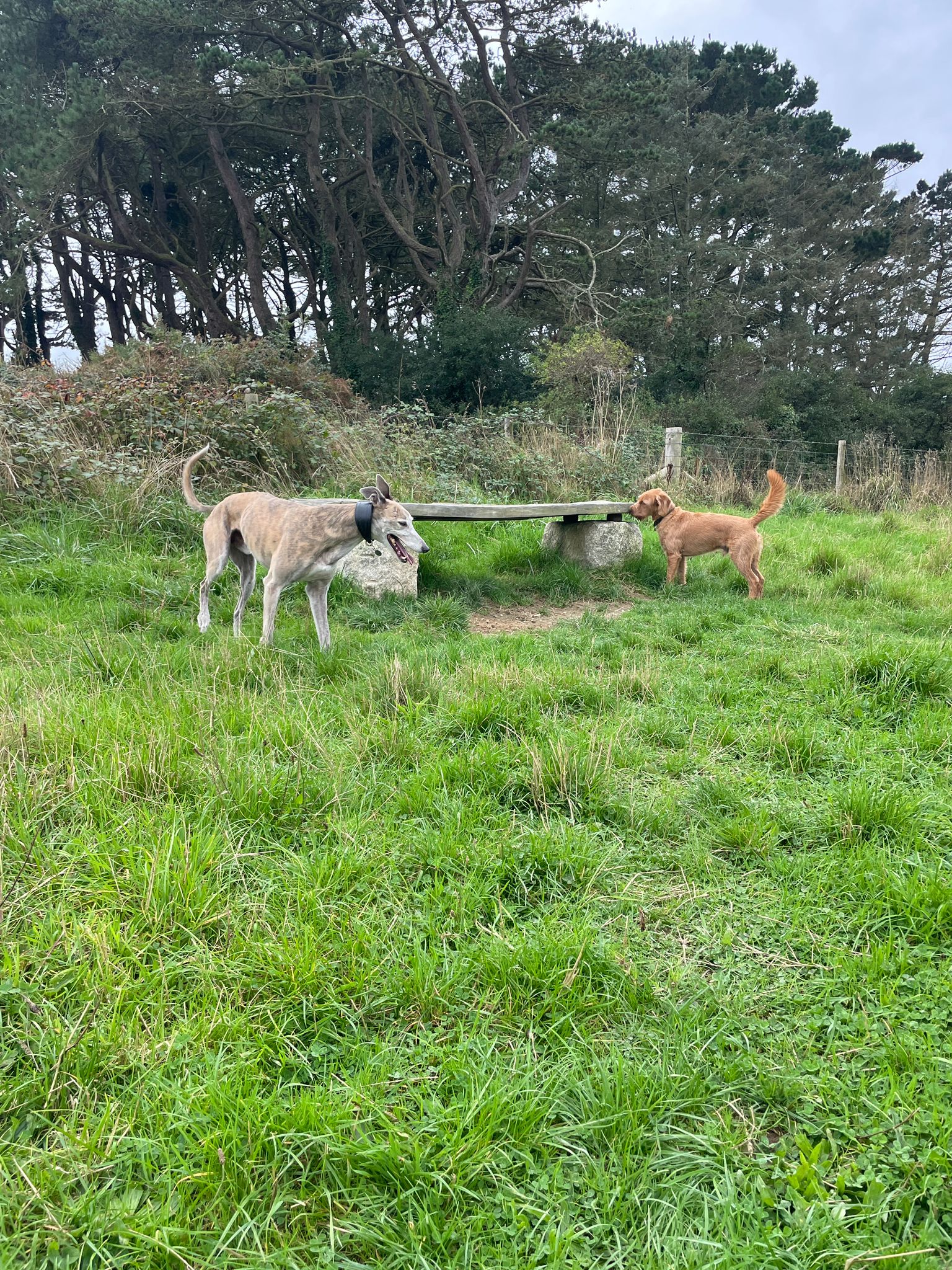 A dog at The SANG, Nansledan