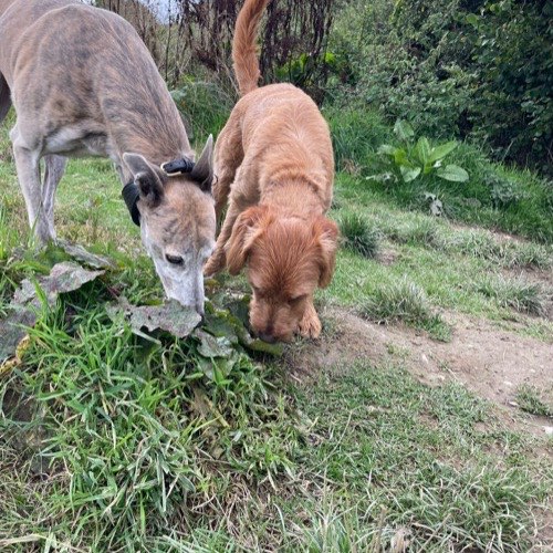 Dingo and Cooper on a pack walk together