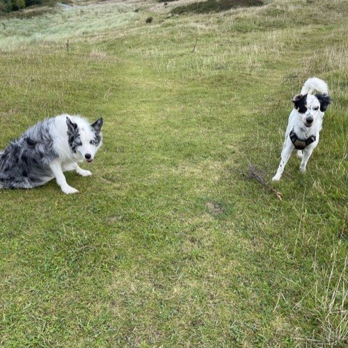 Hallie enjoying a Happy Chaps walk