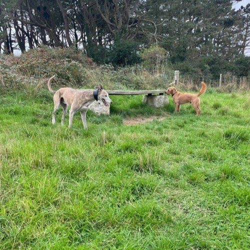 A dog off-lead at The SANG in Nansledan