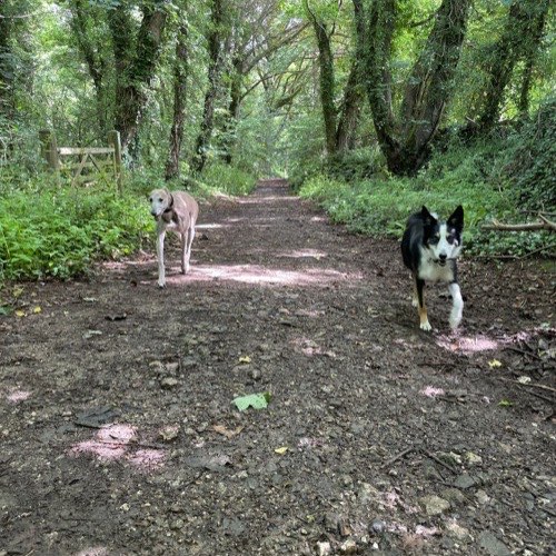 A dog exploring the woodland trail at Colan