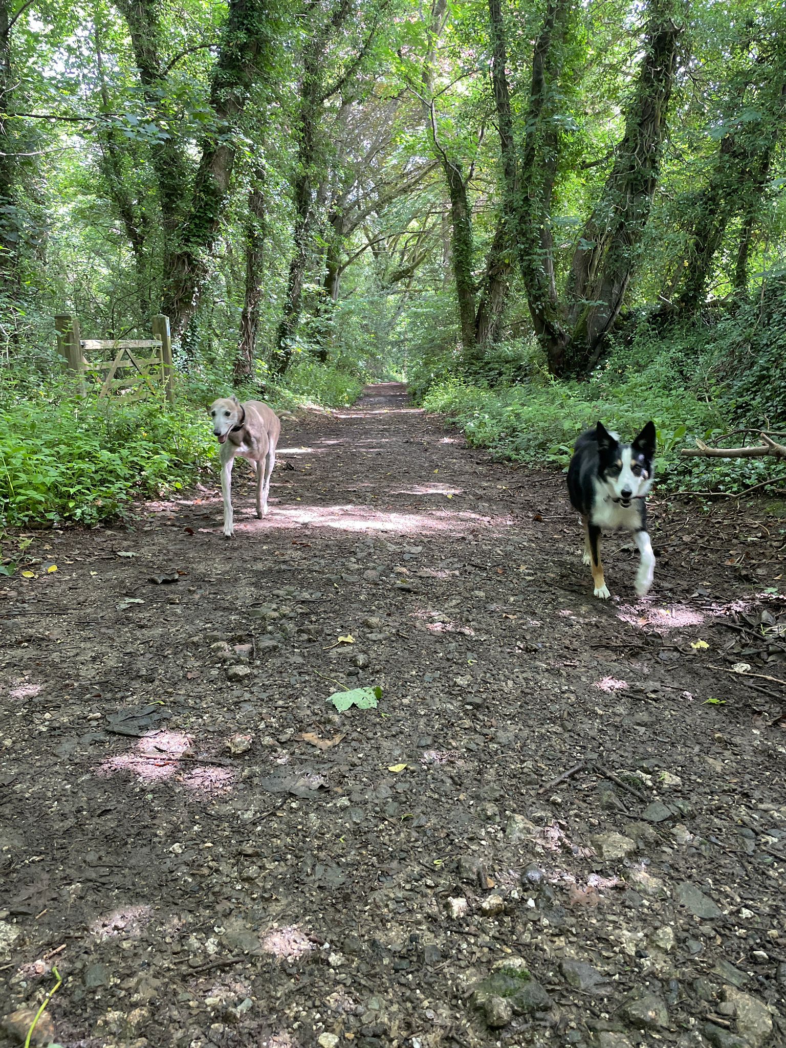 A dog walking in the woods